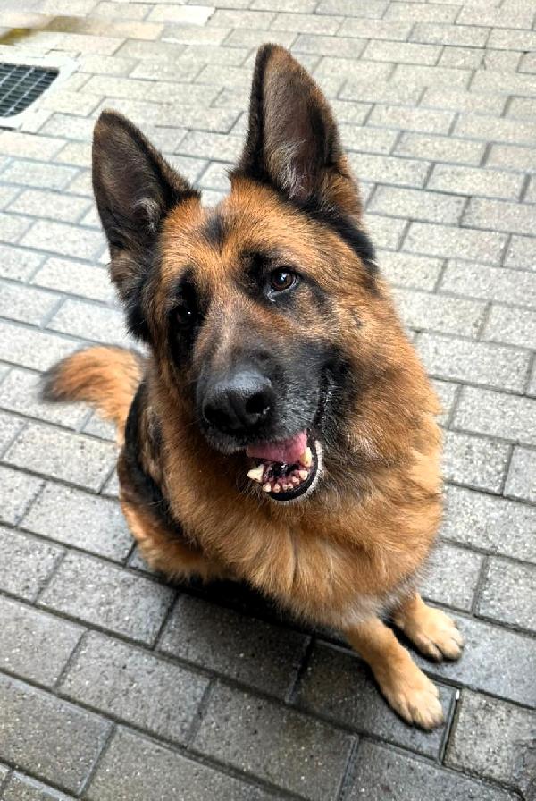 IBRA STREPITOSO PASTORE TEDESCO Foto 3